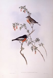 Scarlet robin (Petroica flerfarget), Gravering av John Gould av John Gould