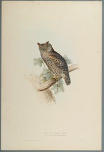 Scops Aldrovandi - Scops Eared Owl (farge litho på vevd papir) av John Gould