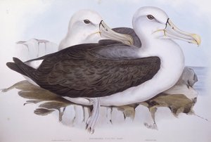 Sjenert albatross (Diomedea o Thalassarche cauta), Gravering av John Gould av John Gould
