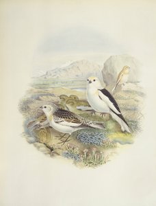 Snøspurv (Plectrophenax nivalis), illustrasjon av John Gould