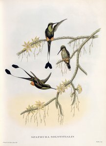 Spathura Solstitialis av John Gould