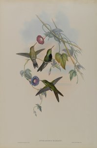 Sporadinus Elegans: St. Domingo Hummingbird av John Gould