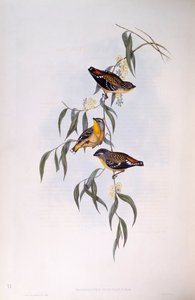 Spotted pardalote (Pardalotus punctatus), Gravering av John Gould av John Gould