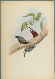 Stila Castaneoventris, Kastanje-Bellied Nuthatch (fargelitho på vevd papir) av John Gould
