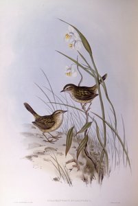 Trådstripet calamanthus (Calamanthus fuliginosus), Gravering av John Gould av John Gould
