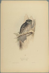 Strix Pafsernia - Noctua (fargelitho på vevd papir) av John Gould