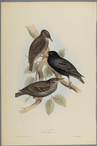 Sturnus Vulgaris - Stær (fargelitho på vevd papir)