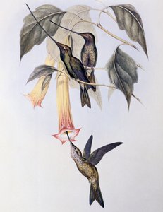 Sverdnebbkolibri (Docimastes ensiferus) av John Gould