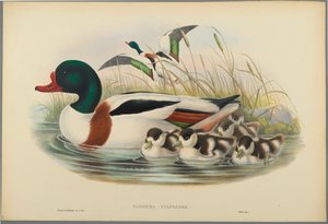 Tadorna Vulpanser: Sheldrake (fargelitho på vevd papir) av John Gould