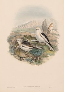 The Birds of Great Britain: Plestrophanes nivalis. av John Gould