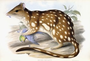 Tiger Quoll av John Gould