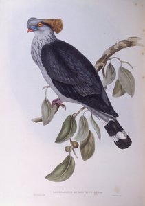 Toppknutedue (Lopholaimus antarcticus), Gravering av John Gould av John Gould