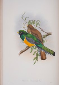 Trogon Atricollis, plate fra The Birds of Great Britain av John Gould, utgitt 1862-73 (håndfarget lito) av John Gould
