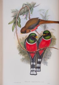Trogon Personatus, plate fra The Birds of Great Britain av John Gould, utgitt 1862-73 (håndfarget lito) av John Gould