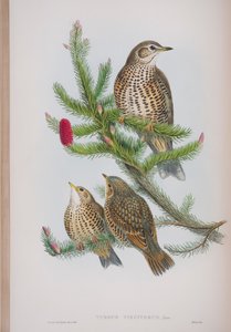Turdus Viscivorus, plate fra The Birds of Great Britain av John Gould, utgitt 1862-73 (håndfarget lito) av John Gould