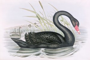 Ukjent bilde av John Gould