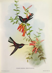 Urochroa Bougieri av John Gould