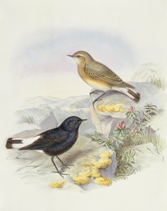Variabel hvete (Oenanthe picata), Gravering av John Gould av John Gould