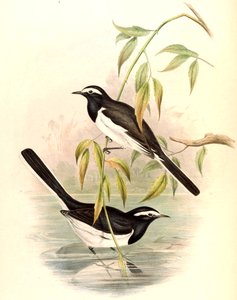 Hvitbrynet vipstjert Motacilla maderaspatensis Gmelin av John Gould