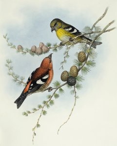 Hvitvinget korsnebb (Loxia leucoptera), Gravering av John Gould av John Gould
