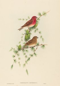 Carpodacus erythrinus (vanlig rosefink)
