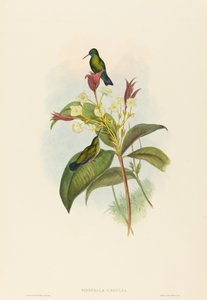 Blåkinnet safir av John Gould and H.C. Richter