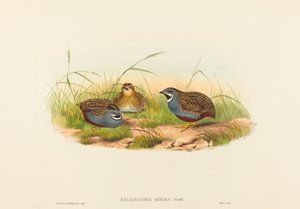 Excalftoria minima (blåbrystet vaktel)