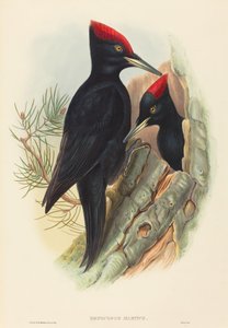 Stor svart spett (Dryocopus martius)