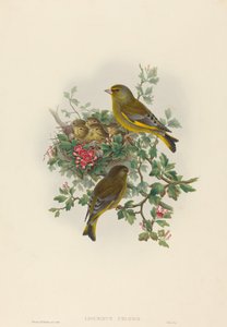 Ligurinus chloris (grønnfink)