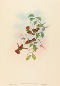 Spangled Coquette av John Gould and H.C. Richter