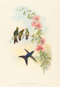 Ramphomicron microrhyncha (Smånebbtornnebb) av John Gould and H.C. Richter
