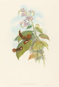 Blinkende kolibri av John Gould and H.C. Richter