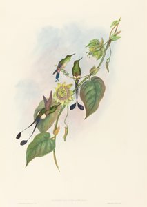 Spathura underwoodi (White-footed Racket-Tail) av John Gould and H.C. Richter