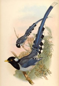 Gulnebb blå skjære Urocissa flavirostris (Blyth) av John Gould and Henry C. Richter
