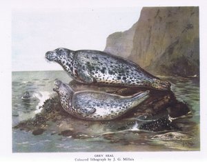 Grey Seals, Nature in Britain utgitt av Collins, 1946