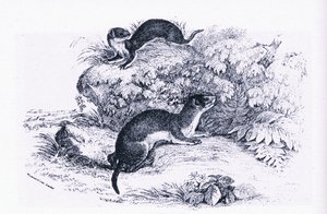 Studies of Badgers, Nature in Britain utgitt av Collins