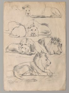 Studii despre Lionsnorwegian