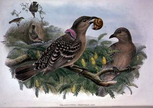 Chlamydera Orientalis (farge litho) av John and Hart William Gould