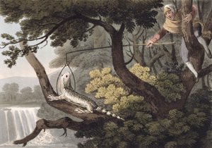 Meksikansk Lizard Catcher, gravert av Matthew Dubourg (fl.1785-1820), utgitt av Edward Orme, 1813