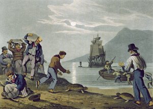 Turtle Catching on Land, gravert av Matthew Dubourg (fl.1785-1820), utgitt av Edward Orme, 1813