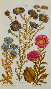 Aster, 1759-73 av John Hill