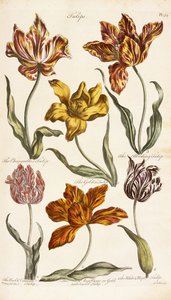 Tulipaner, 1842
