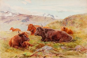 Høylandslandskap med storfe