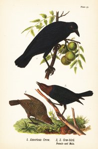 Amerikansk kråke, Corvus brachyrhynchos 1, og brunhodet kufugl, Molothrus ater, hunn 2 og hann 3