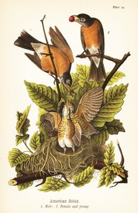 Amerikansk rødstrupe, Turdus migratorius, hann 1, hunn 2 og unger i reir