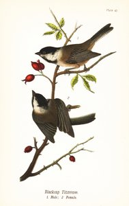 Svarthettet chickadee, Poecile atricapillus