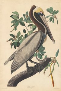 Brown Pelican av John James (after) Audubon
