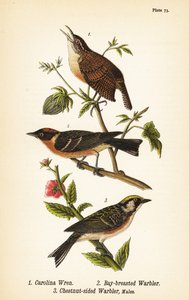 Karolinsanger, Thryothorus ludovicianus 1, laurbærsanger, Setophaga castanea 2, kastanjesidesanger, Setophaga pensylvanica 3