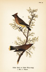 Cedar voksvinge, Bombycilla cedrorum Cedar fugl eller sedertre voksvinge, hann 1, hunn 2