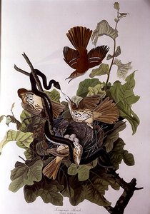 Ferruginous Thrush, fra 